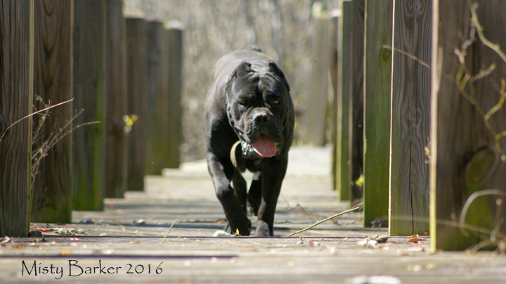 cane corso